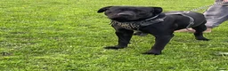 Cane Corso dogs for sale: X4 female cane corso  - Advert 13