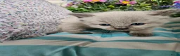 Ragdoll cats for sale: Ragdoll - Advert 13