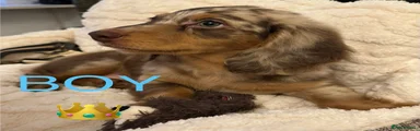Miniature Dachshund 1