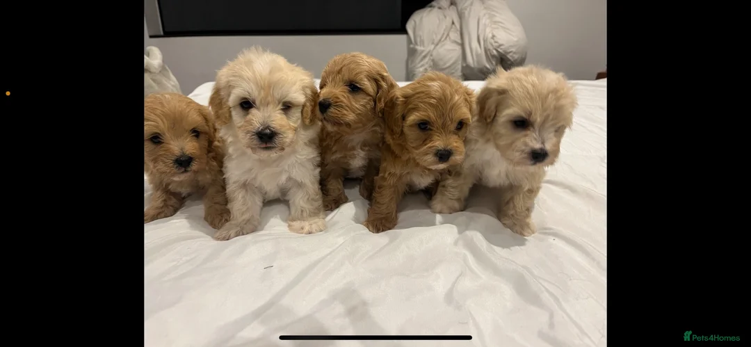 Maltipoo dogs for sale: Maltipoo puppy’s for new home in Pershore - Advert 35