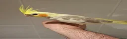 Cockatiels birds for sale: Hand Reared Cockatiel - Advert 3