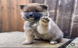 Japanese Shiba Inu dogs for stud: Handsome BOY ready for STUD duties  - Advert 7