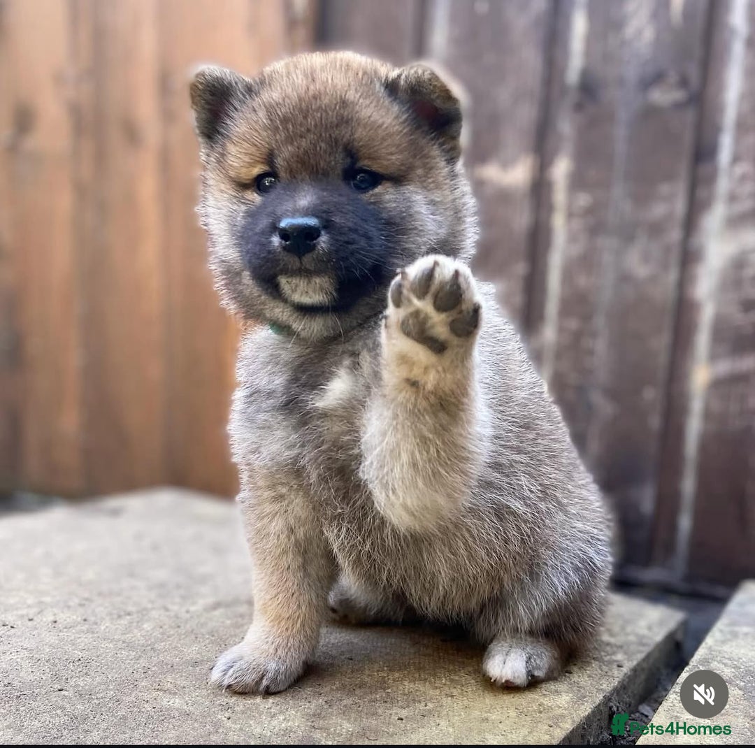 Japanese Shiba Inu dogs for stud: Handsome BOY ready for STUD duties  - Advert 7