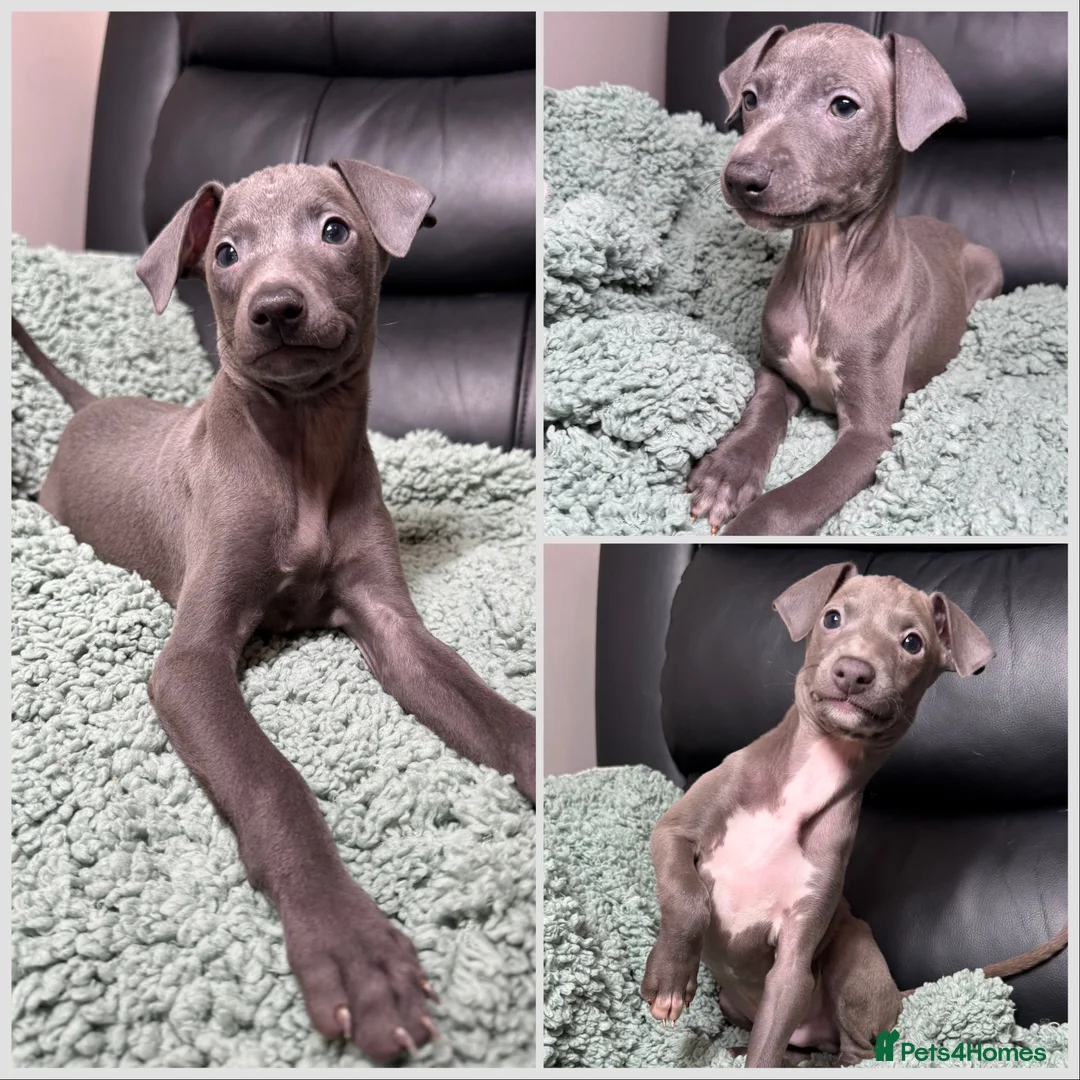 Italian Greyhound dogs for sale: Italian Greyhound Boys  in Barnsley - Advert 1