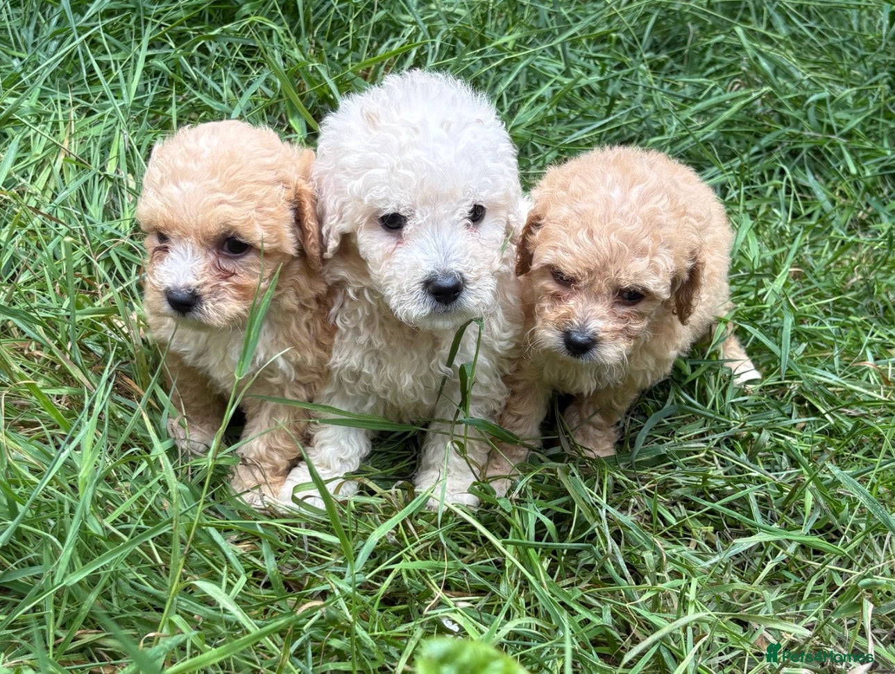 Poochon dogs Poochon puppies for sale  - Advert 4