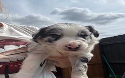 Border Collie dogs for sale: Fluffy long coat Blue merle border collie puppies - Image 4