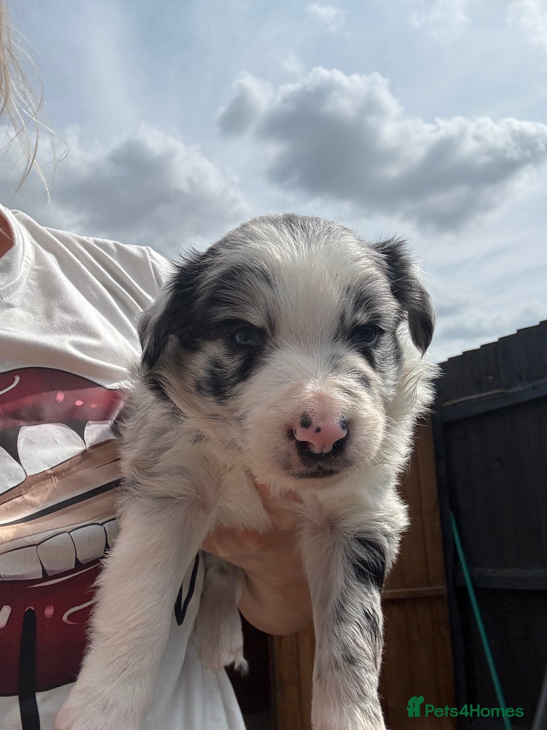 Border Collie dogs for sale: Fluffy long coat Blue merle border collie puppies - Image 4