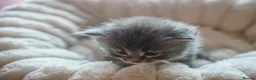 Maine Coon cats for sale: Gorgeous Mainecoon kittens ready 10th June  - Advert 11