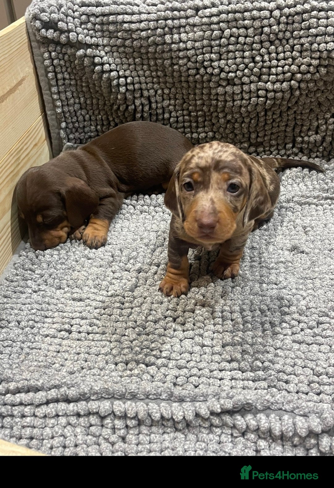 Miniature Dachshund dogs for stud: Miniature Dachshund Stud Kc registered & Pra clear in Stowmarket - Advert 23