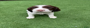 English Springer Spaniel Puppy 5