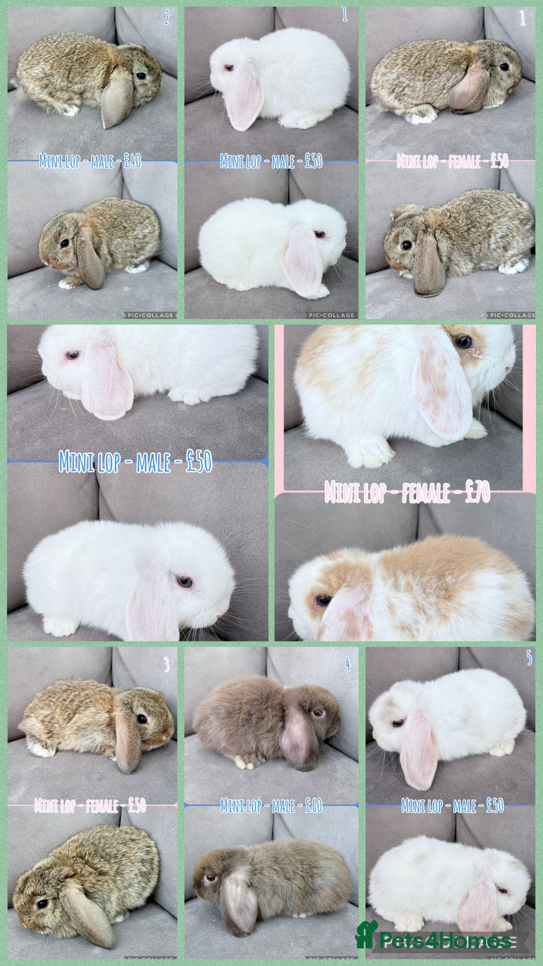 Mini Lop rabbits Mini Lop Baby Rabbits - Advert 5