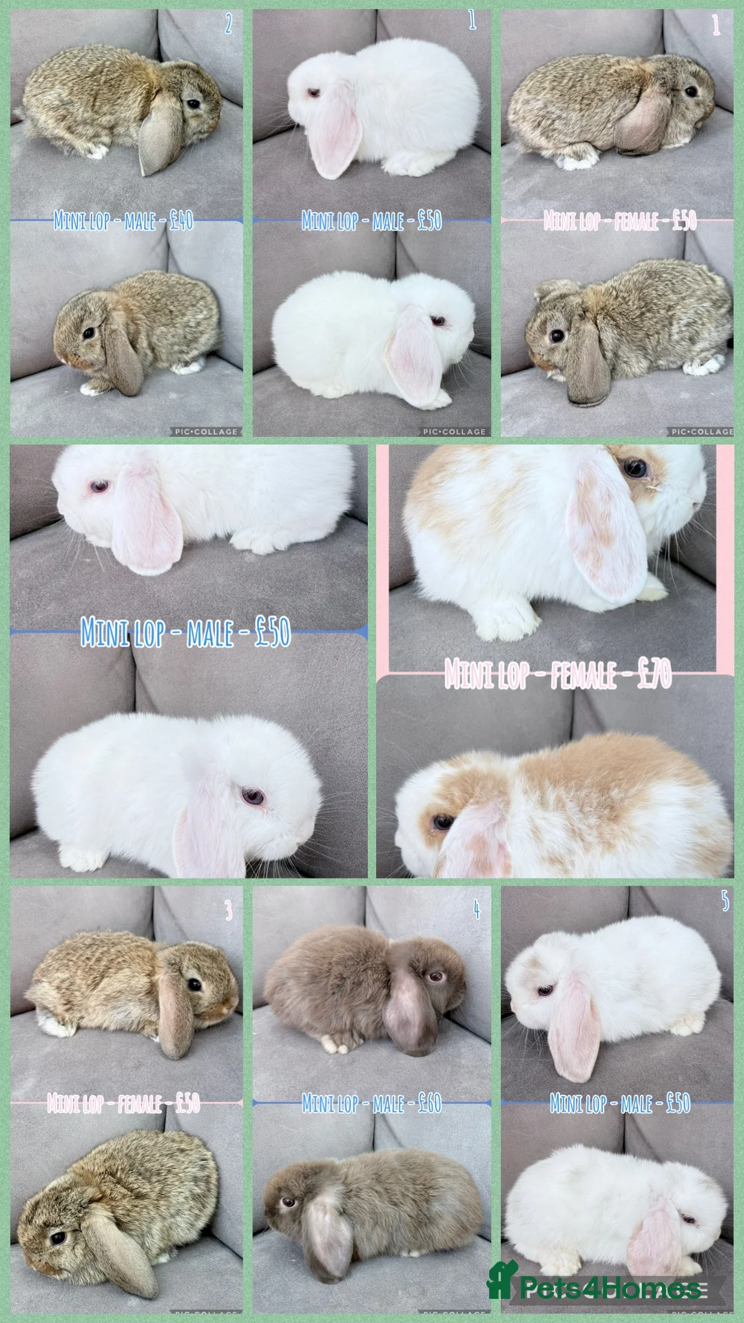 Mini Lop rabbits for sale: Mini Lop Baby Rabbits - Advert 1