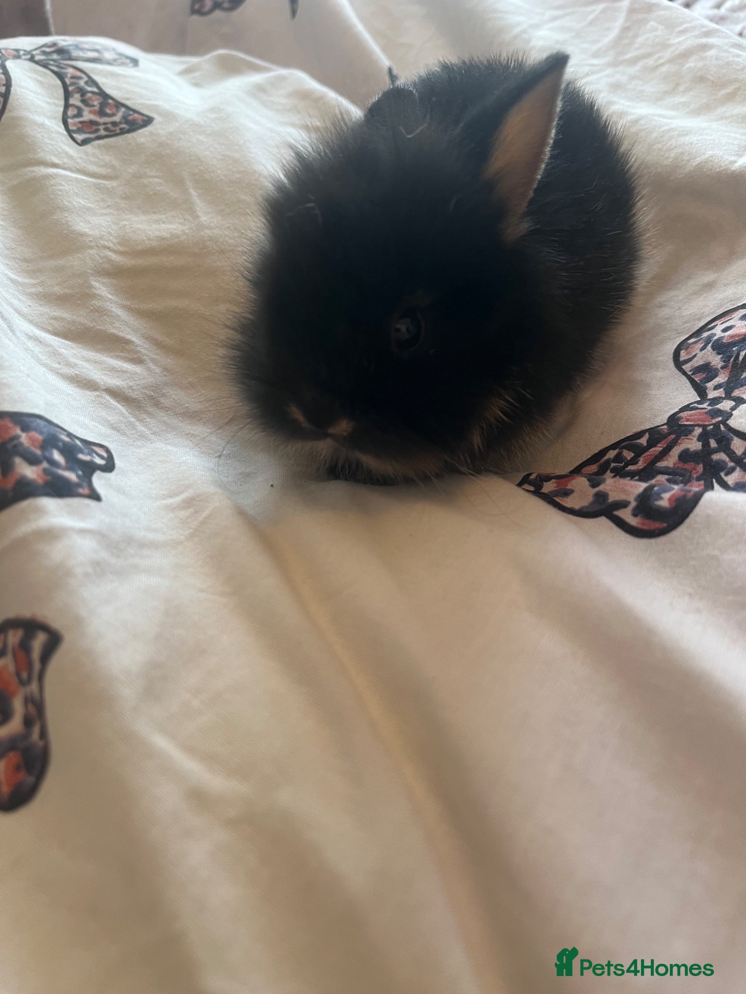 Mini Lion Lop rabbits for sale: Mini lop x double manned lion  in Nottingham - Advert 4