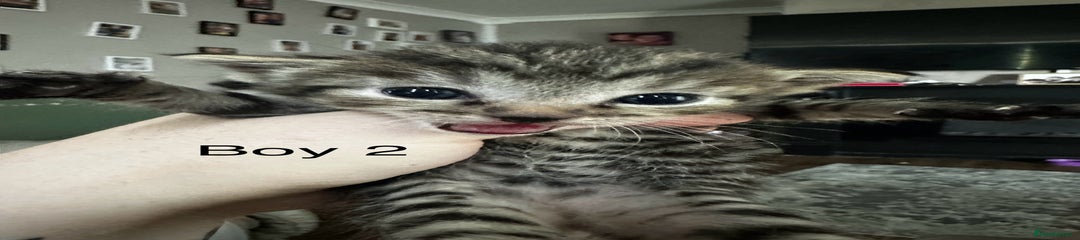 British Shorthair Kitten 5
