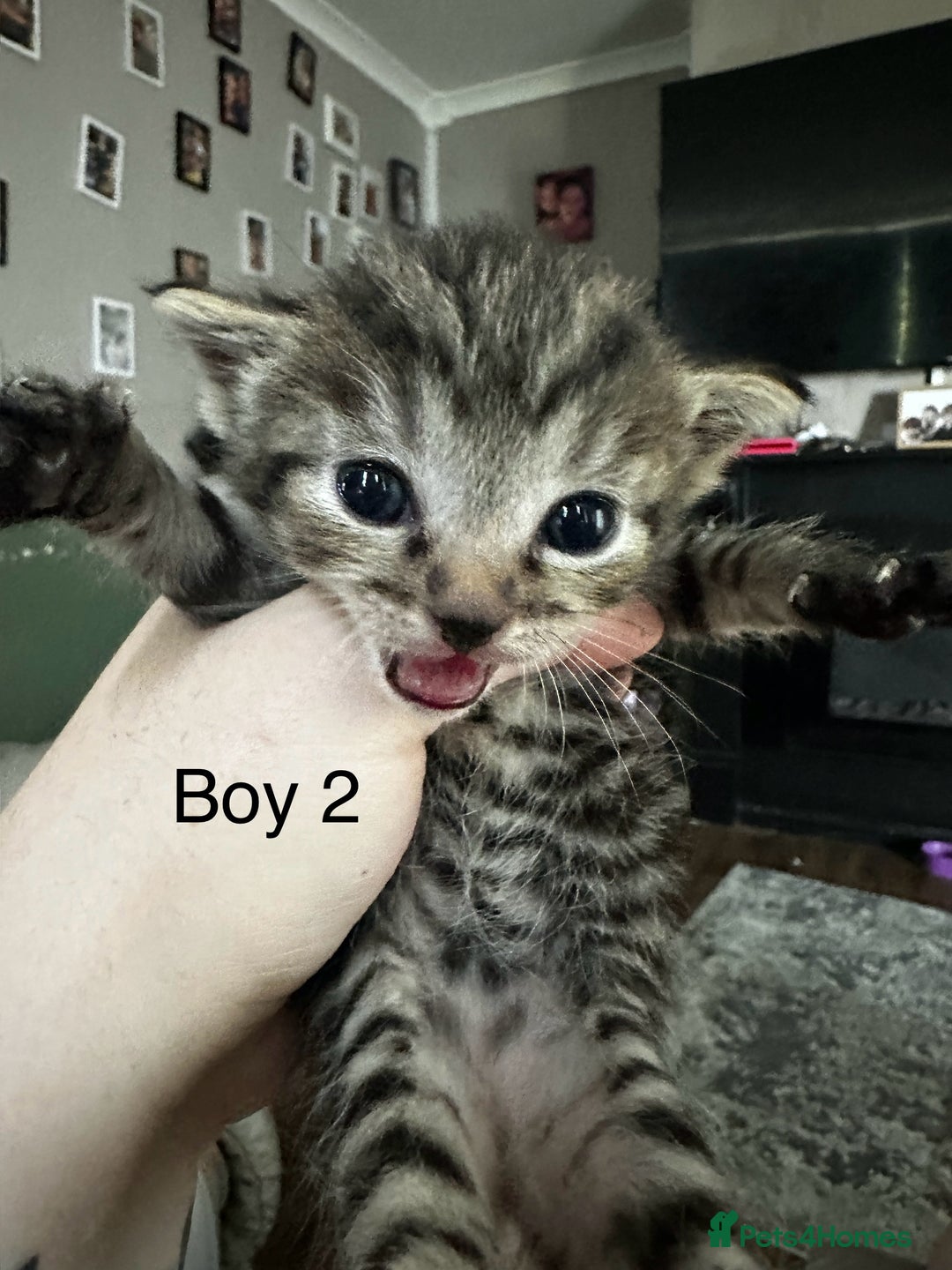 British Shorthair cats for sale: 5 black & Tabby kittens for Sale  - Image 6