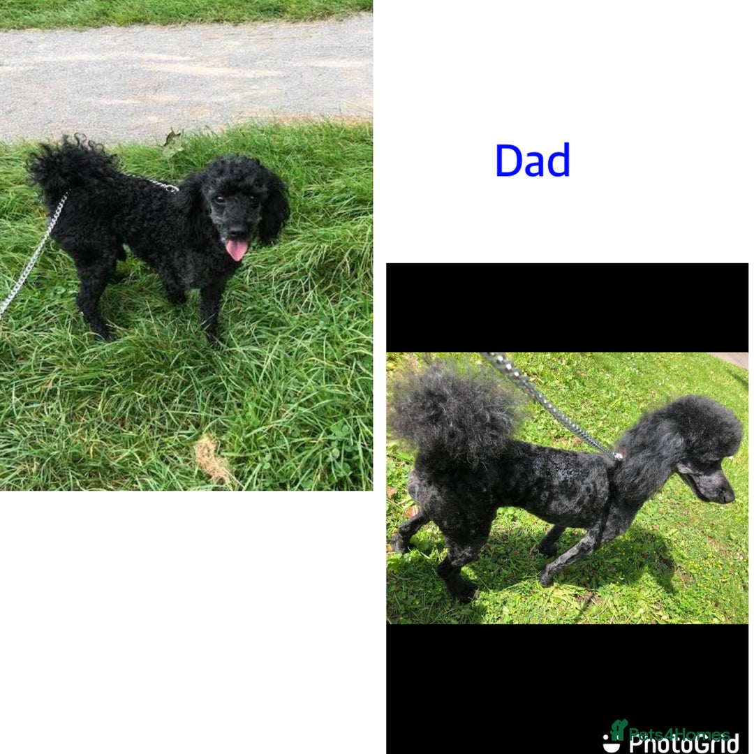 Cavapoo dogs for sale: Beautiful toy cavapoo puppies - Advert 7