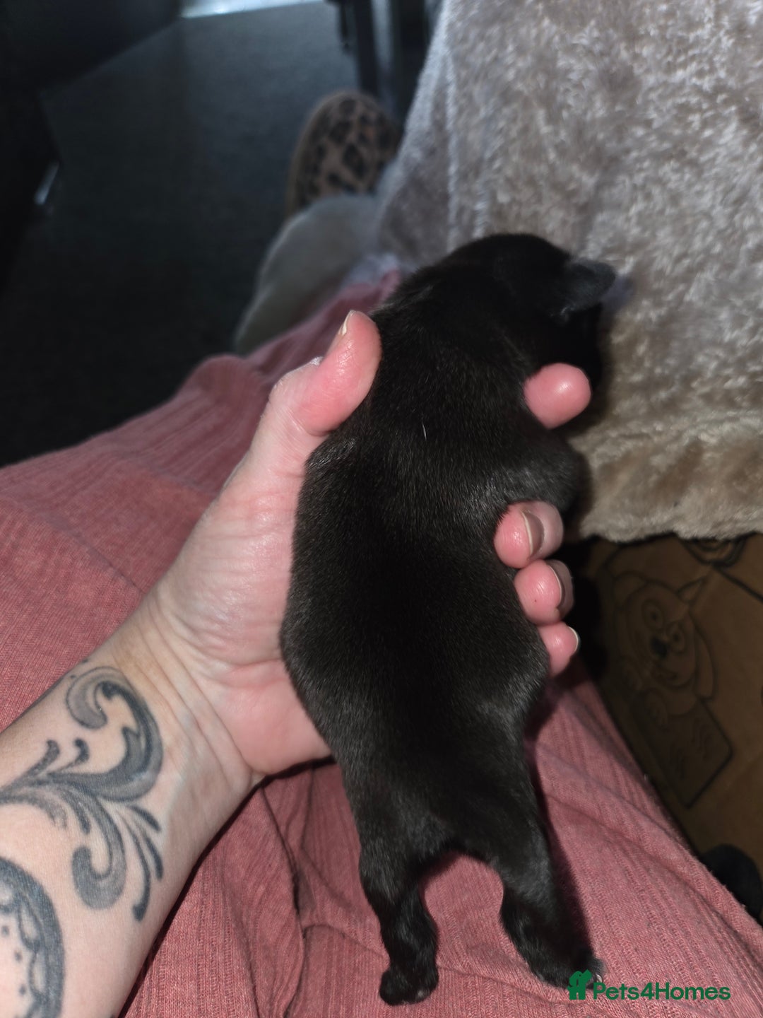 Pug dogs for sale: Stunning rare silver platinum panda purebreed pugs - Advert 7