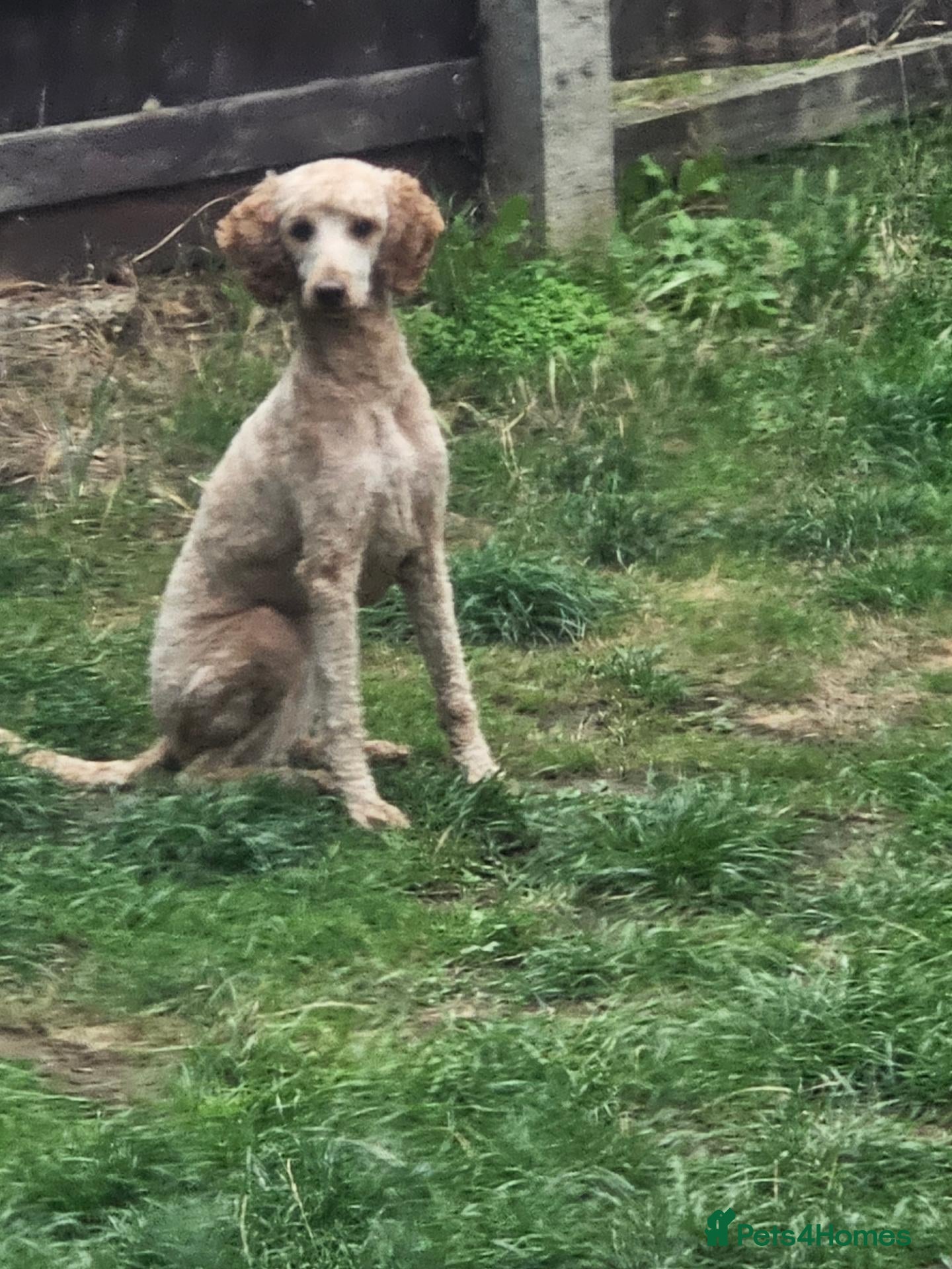 Mixed Breed dogs Health tested moyen poodle!  - Advert 2