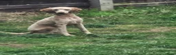 Mixed Breed dogs for sale: Health tested moyen poodle!  - Advert 1