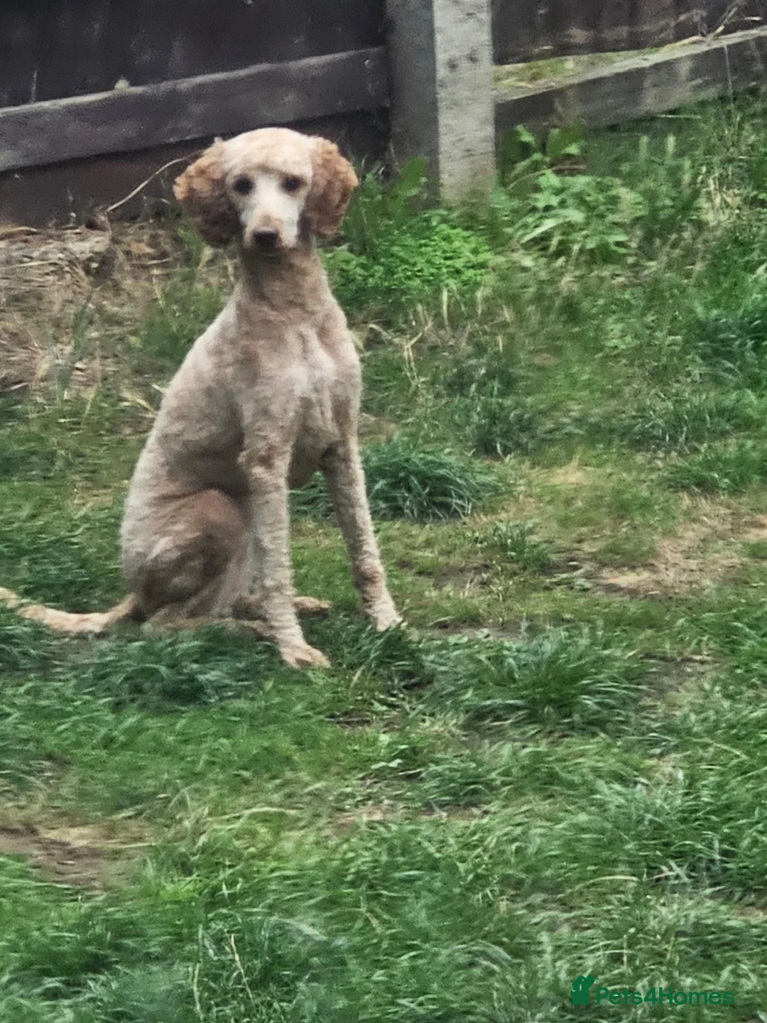 Mixed Breed dogs for sale: Health tested moyen poodle!  - Advert 1