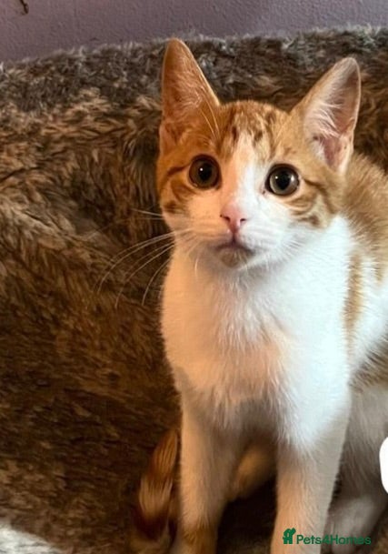 Domestic Shorthair cats Gorgeous rescue ginger kitten needs a home - Advert 1