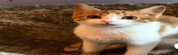 Domestic Shorthair cats for adoption: Gorgeous rescue ginger kitten needs a home in Hook - Advert 1