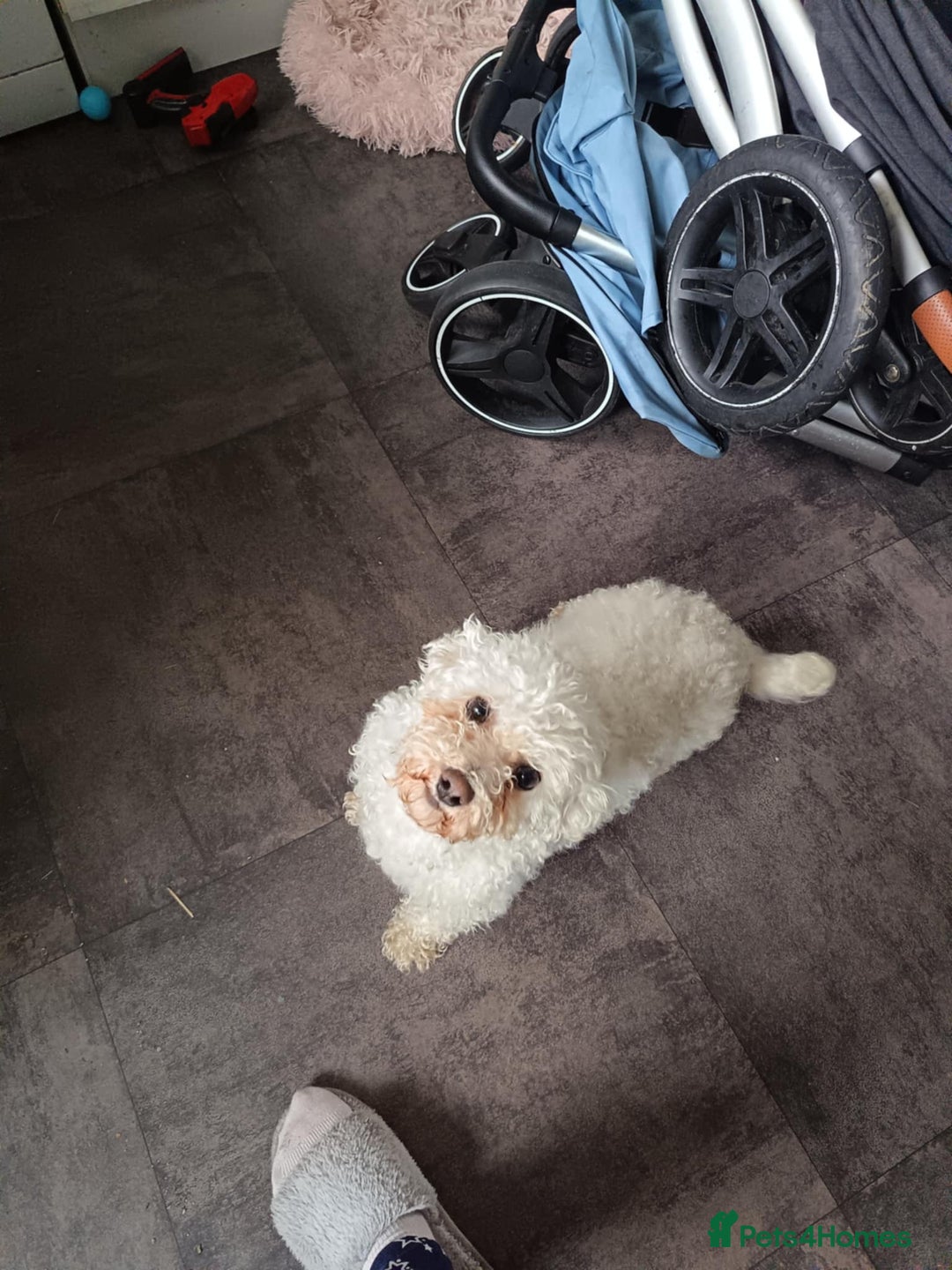 Bichon Frise dogs for sale: 5 year old Bichon Frise  - Image 2