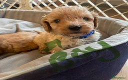 Cavapoo dogs for sale: Adorable toy Cavapoo pups apricot or fox red  - Image 4