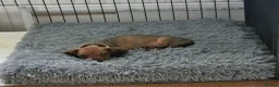 Miniature Dachshund dogs for sale: Stunning litter of Red miniature dachshunds - Advert 15