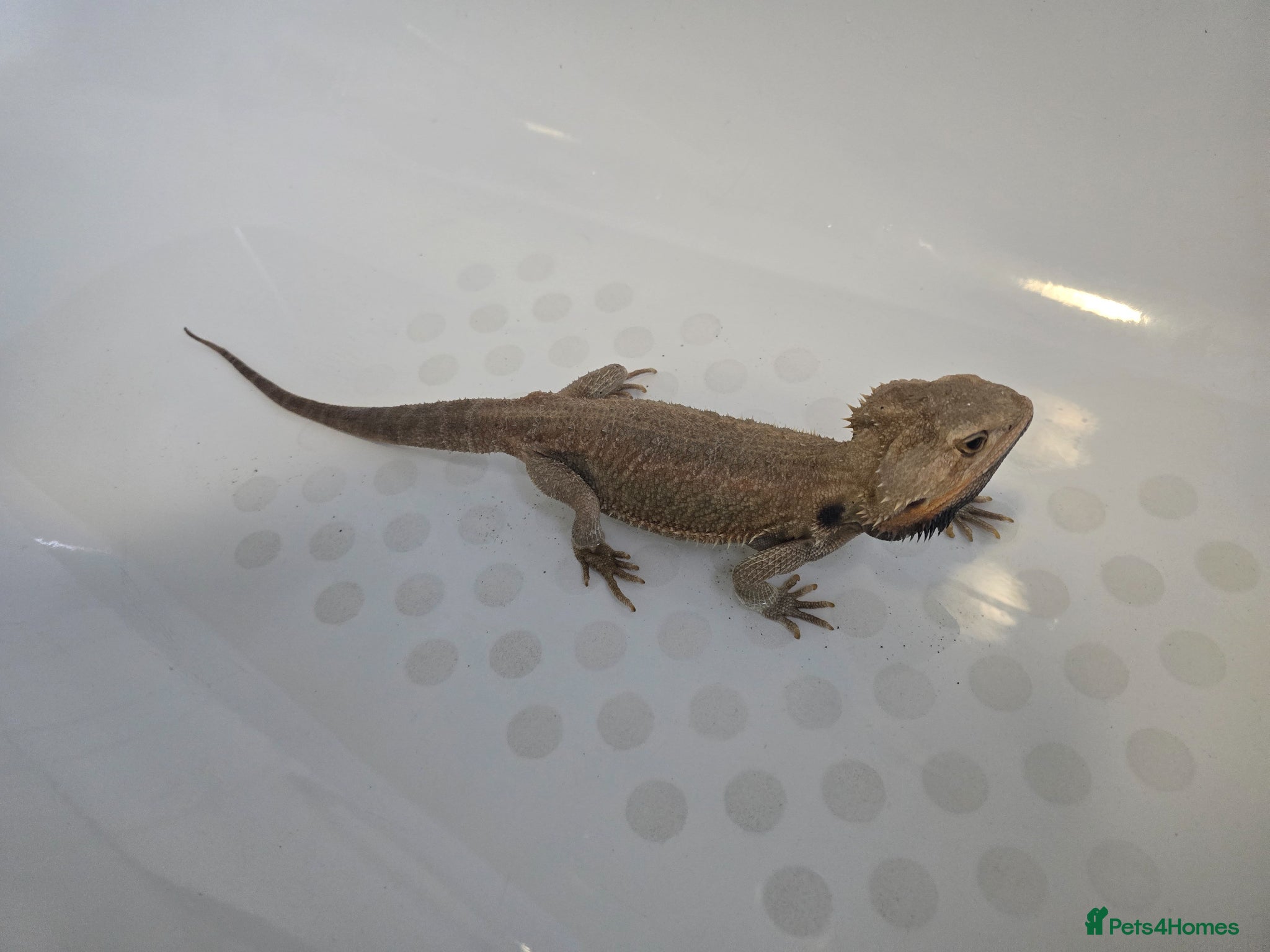 Bearded Dragon reptiles Bearded dragon male 2 years - Advert 1
