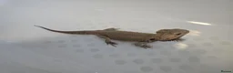 Bearded Dragon reptiles for sale: Bearded dragon male 2 years - Advert 1