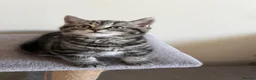 British Shorthair cats for sale: British short hair  - Advert 13