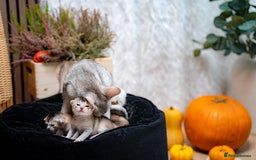 Abyssinian cats for sale: Silver Black Abyssinians-Champion TICA pedigree - Image 17