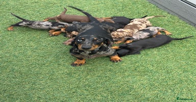 Dachshund dogs - Advert 1