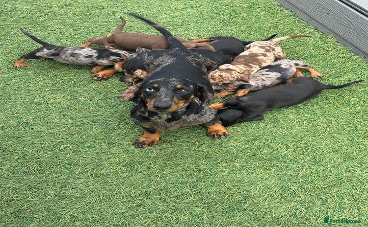 Dachshund dogs - Advert 10