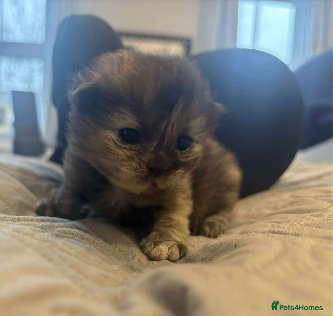 Persian cats for sale: Stunning litter of five female Perdolls - Advert 3