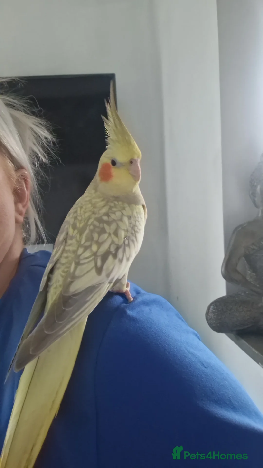 Cockatiels birds for sale: Cockateil in Bathgate - Advert 1