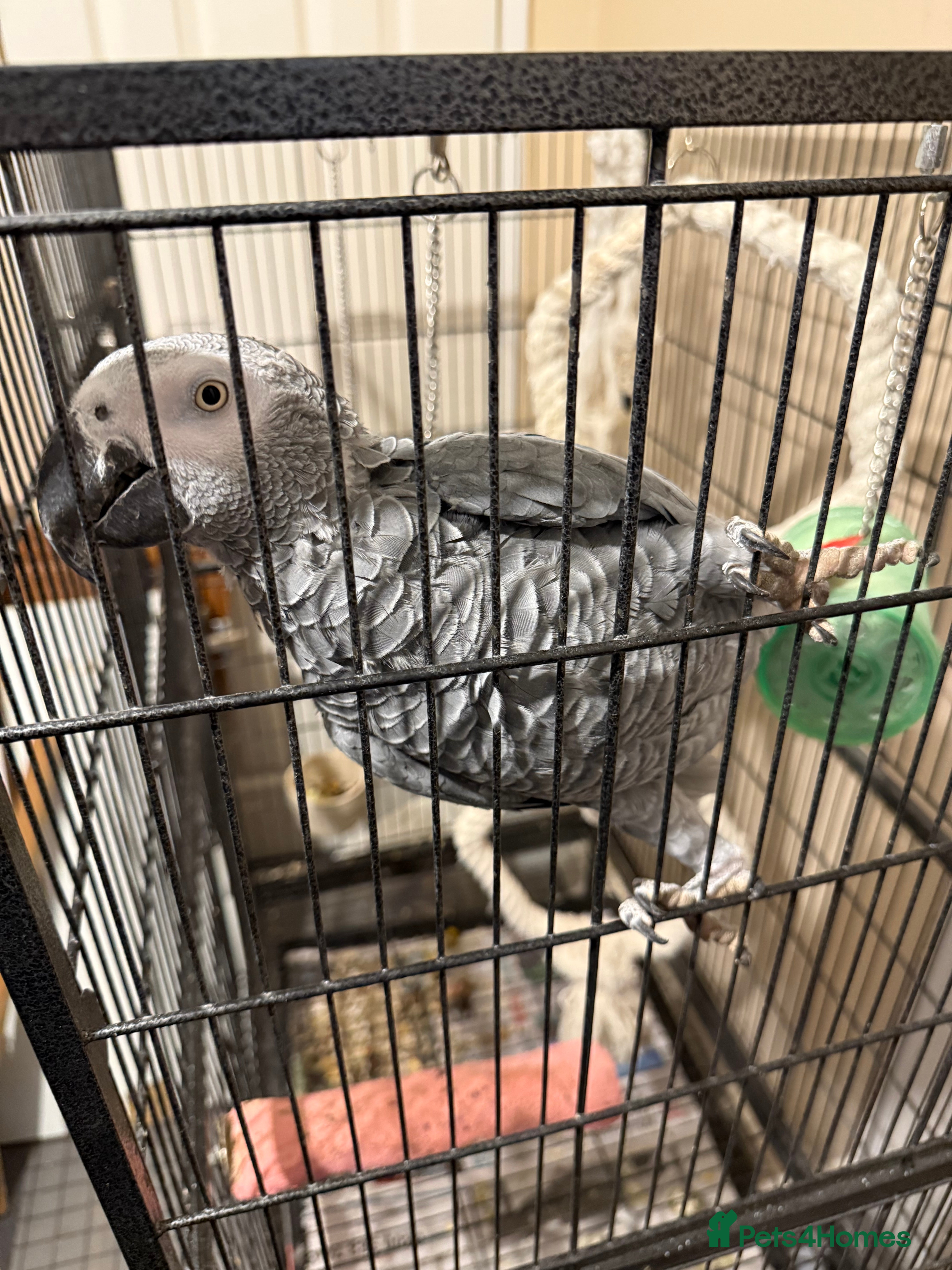 Parrots birds African Grey Parrot  - Advert 2