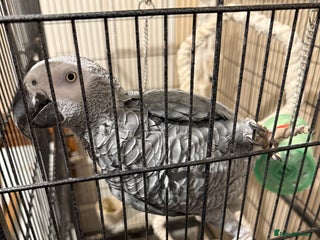 Parrots birds African Grey Parrot - Advert 2