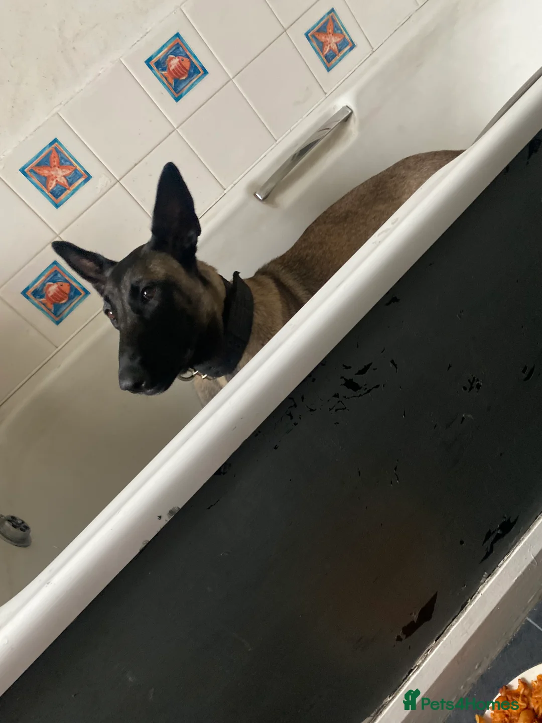 Belgian Shepherd Dog dogs for sale: Belgian malinios  - Advert 2