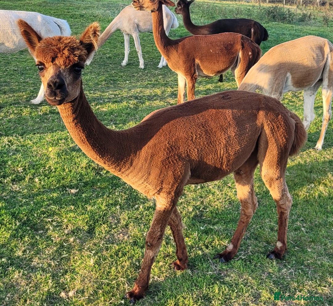 Alpaca livestock for sale: Alpacas for Sale - Advert 12