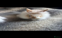 Lionhead rabbits for sale: Baby bunnies - Image 1