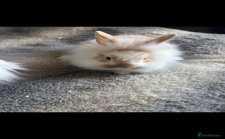 Lionhead rabbits - Advert 2