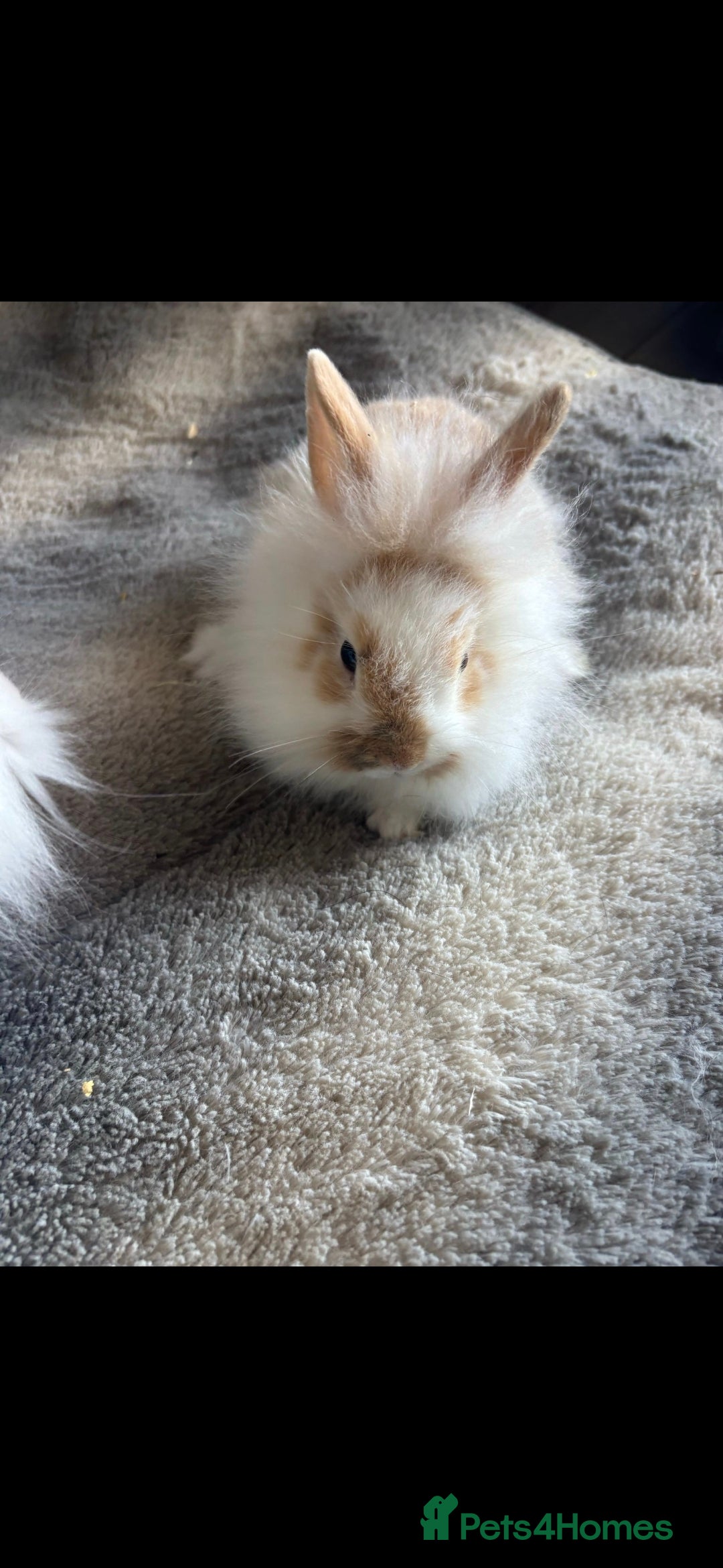 Lionhead rabbits for sale: Baby bunnies - Image 1