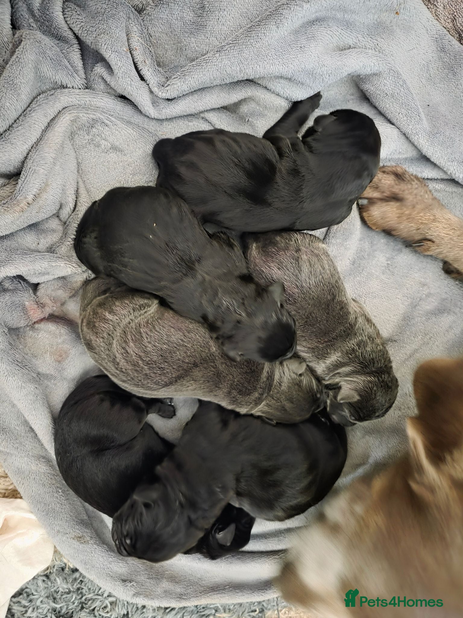 Mixed Breed dogs Labrastaff/Staffador - Advert 5