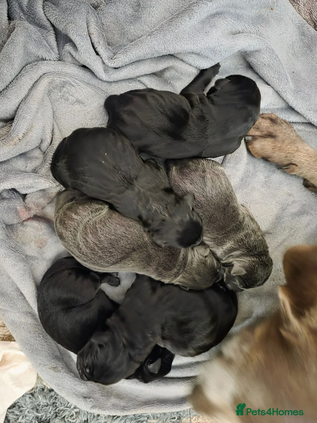 Mixed Breed dogs for sale: Mr D Morgan in Birmingham - Advert 2