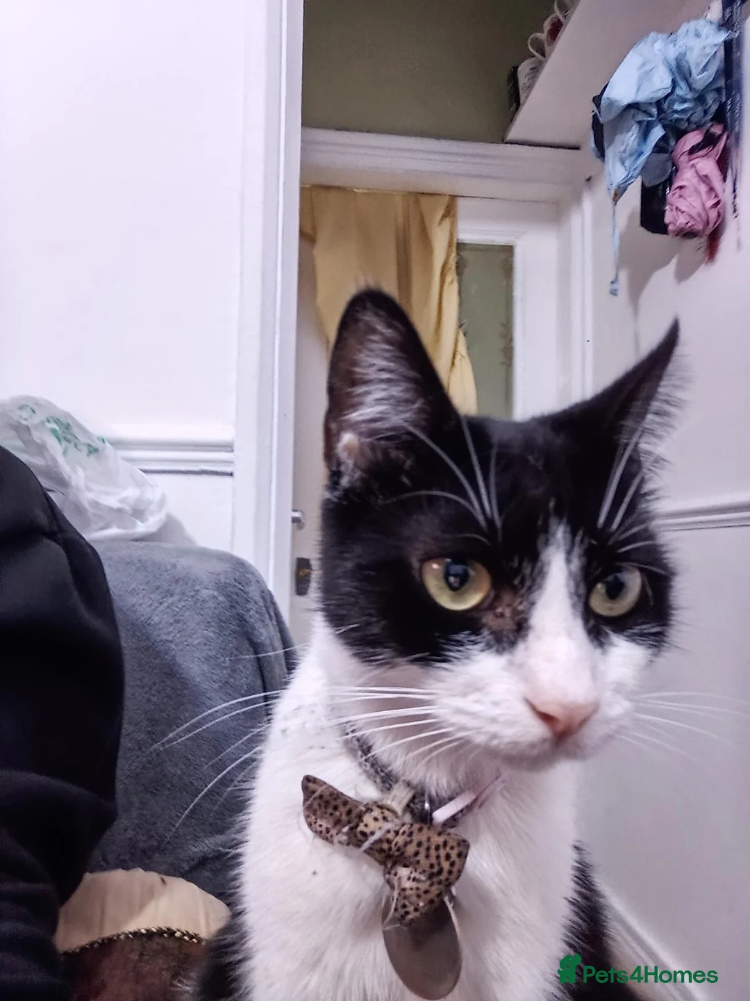 Mixed Breed cats for sale: Female Cat in Nottingham - Advert 5