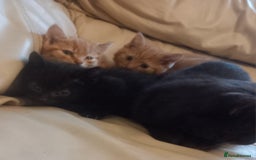 British Shorthair cats for sale: Georgous litter of British short-hair kittens - Image 15