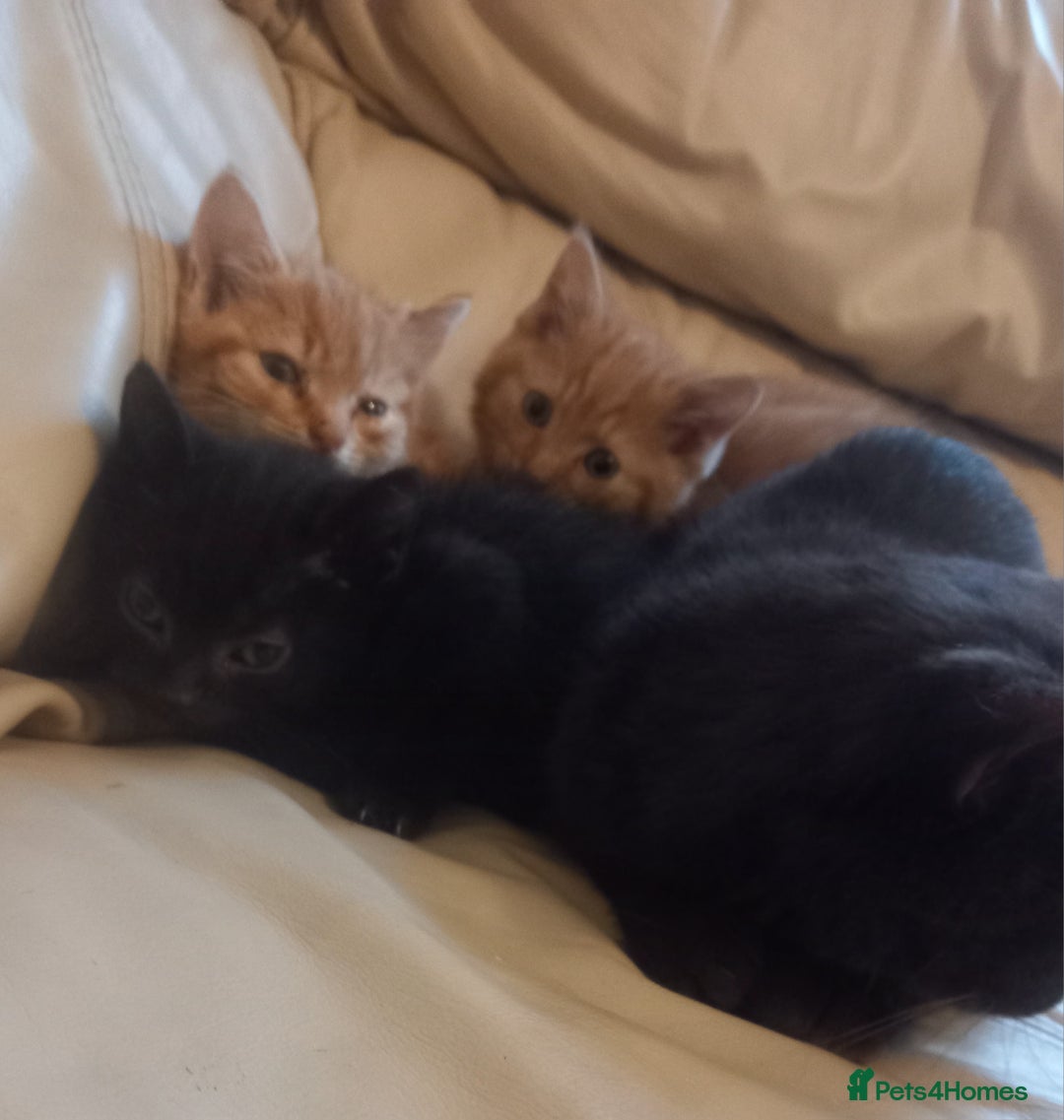British Shorthair cats for sale: Georgous litter of British short-hair kittens - Image 15