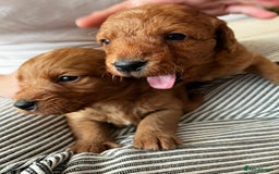 Labradoodle dogs for sale: Miniature Fox Red Labradoodles  - Image 3